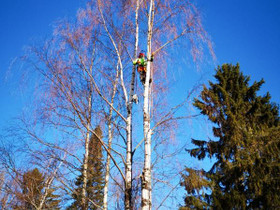 Puunkaatoa Uudellamaalla, Palvelut, Sipoo, Tori.fi Puunkaatoa Uudellamaalla, Palvelut, Sipoo, Tori.fi