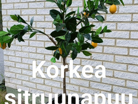 Sitruunapuu tekokasvi, Ruukut, kivet ja koristeet, Piha ja puutarha, Lieksa, Tori.fi