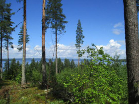 Luhanka Judinsalo Ristiniementie 1, Tontit, Luhanka, Tori.fi Luhanka Judinsalo Ristiniementie 1, Tontit, Luhanka, Tori.fi