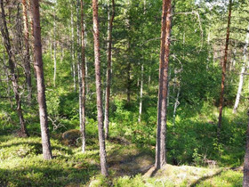 Rantasalmi Voinsalmi Suursalontie, Tontit, Rantasalmi, Tori.fi Rantasalmi Voinsalmi Suursalontie, Tontit, Rantasalmi, Tori.fi