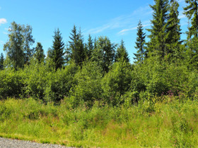Kajaani Nakertaja Muramaantie, Tontit, Kajaani, Tori.fi Kajaani Nakertaja Muramaantie, Tontit, Kajaani, Tori.fi