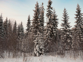 Kajaani Nakertaja Muramaantie, Tontit, Kajaani, Tori.fi Kajaani Nakertaja Muramaantie, Tontit, Kajaani, Tori.fi