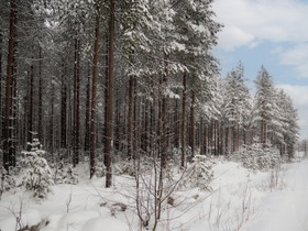 Kajaani Kuluntalahti Kulunnankuja, Tontit, Kajaani, Tori.fi Kajaani Kuluntalahti Kulunnankuja, Tontit, Kajaani, Tori.fi