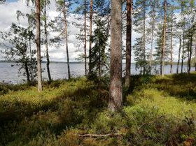 9500m², Koivulantie 7 E, Liperi, Tontit, Liperi, Tori.fi 9500m², Koivulantie 7 E, Liperi, Tontit, Liperi, Tori.fi