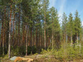 Kajaani Kuluntalahti Kulunnankuja, Tontit, Kajaani, Tori.fi Kajaani Kuluntalahti Kulunnankuja, Tontit, Kajaani, Tori.fi