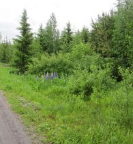2408m², Räinänmäentie 9, Orimattila, Tontit, Orimattila, Tori.fi 2408m², Räinänmäentie 9, Orimattila, Tontit, Orimattila, Tori.fi