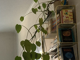 Kirjahylly, lasihylly, kasvihylly, Hyllyt ja säilytys, Sisustus ja huonekalut, Helsinki, Tori.fi Kirjahylly, lasihylly, kasvihylly, Hyllyt ja säilytys, Sisustus ja huonekalut, Helsinki, Tori.fi