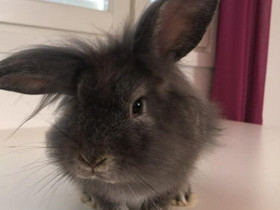 Kani Pupu uros, Muut eläimet, Lemmikkieläimet, Tornio, Tori.fi Kani Pupu uros, Muut eläimet, Lemmikkieläimet, Tornio, Tori.fi