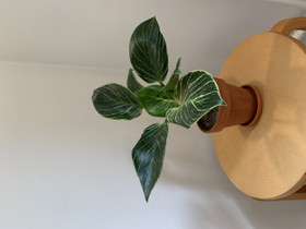 Philodendron birkin 2, Kasvit ja siemenet, Piha ja puutarha, Tampere, Tori.fi Philodendron birkin 2, Kasvit ja siemenet, Piha ja puutarha, Tampere, Tori.fi