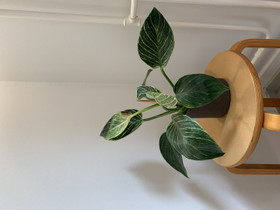 Philodendron birkin, Kasvit ja siemenet, Piha ja puutarha, Tampere, Tori.fi Philodendron birkin, Kasvit ja siemenet, Piha ja puutarha, Tampere, Tori.fi