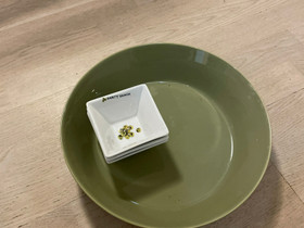 Iittala Teema tarjoiluastia, Tarjoiluastiat, Keittiötarvikkeet ja astiat, Pirkkala, Tori.fi Iittala Teema tarjoiluastia, Tarjoiluastiat, Keittiötarvikkeet ja astiat, Pirkkala, Tori.fi
