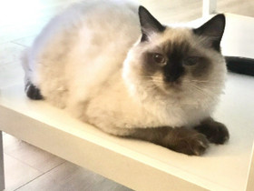Ragdoll VARATTU, Kissat, Lemmikkieläimet, Turku, Tori.fi Ragdoll VARATTU, Kissat, Lemmikkieläimet, Turku, Tori.fi