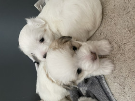 Coton de Tulear pentuja, Koirat, Lemmikkieläimet, Valkeakoski, Tori.fi Coton de Tulear pentuja, Koirat, Lemmikkieläimet, Valkeakoski, Tori.fi