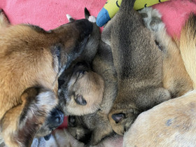 Saksanpaimenkoira/Husky, Koirat, Lemmikkieläimet, Jokioinen, Tori.fi Saksanpaimenkoira/Husky, Koirat, Lemmikkieläimet, Jokioinen, Tori.fi