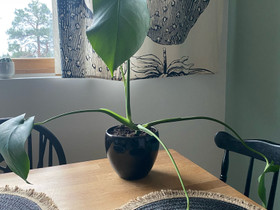 Monstera istutettu pistokas (kasvi + ruukku), Kasvit ja siemenet, Piha ja puutarha, Helsinki, Tori.fi Monstera istutettu pistokas (kasvi + ruukku), Kasvit ja siemenet, Piha ja puutarha, Helsinki, Tori.fi
