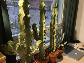 Euphorbia ammak variegata White Ghost, Kasvit ja siemenet, Piha ja puutarha, Oulu, Tori.fi Euphorbia ammak variegata White Ghost, Kasvit ja siemenet, Piha ja puutarha, Oulu, Tori.fi