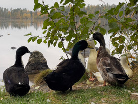 Ankkoja vailla kotia, Muut eläimet, Lemmikkieläimet, Heinola, Tori.fi Ankkoja vailla kotia, Muut eläimet, Lemmikkieläimet, Heinola, Tori.fi