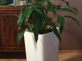 Vehka ja iso altakasteluruukku, Kasvit ja siemenet, Piha ja puutarha, Siilinjärvi, Tori.fi Vehka ja iso altakasteluruukku, Kasvit ja siemenet, Piha ja puutarha, Siilinjärvi, Tori.fi