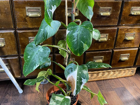 Philodendron White Princess, Kasvit ja siemenet, Piha ja puutarha, Nivala, Tori.fi Philodendron White Princess, Kasvit ja siemenet, Piha ja puutarha, Nivala, Tori.fi