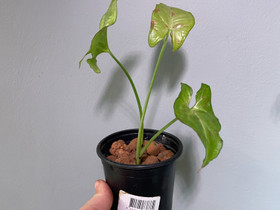Syngonium confetti, Kasvit ja siemenet, Piha ja puutarha, Savonlinna, Tori.fi Syngonium confetti, Kasvit ja siemenet, Piha ja puutarha, Savonlinna, Tori.fi