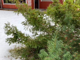 Kodikas ja tilava rivarin pääty Kuivaketveleessä, Myytävät asunnot, Asunnot, Taipalsaari, Tori.fi Kodikas ja tilava rivarin pääty Kuivaketveleessä, Myytävät asunnot, Asunnot, Taipalsaari, Tori.fi