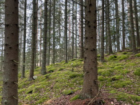 Metsätila, Metsätilat ja maatilat, Eurajoki, Tori.fi Metsätila, Metsätilat ja maatilat, Eurajoki, Tori.fi