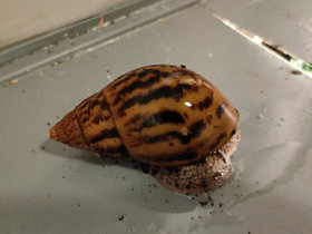 Achatina achatina, Muut eläimet, Lemmikkieläimet, Tampere, Tori.fi Achatina achatina, Muut eläimet, Lemmikkieläimet, Tampere, Tori.fi