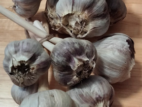 Valkosipulia, Kasvit ja siemenet, Piha ja puutarha, Hämeenlinna, Tori.fi Valkosipulia, Kasvit ja siemenet, Piha ja puutarha, Hämeenlinna, Tori.fi
