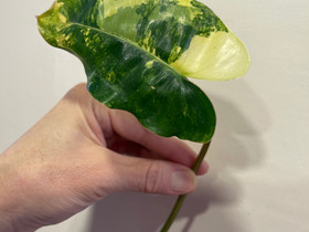 Philodendron Burle Marx Variegata, Kasvit ja siemenet, Piha ja puutarha, Espoo, Tori.fi Philodendron Burle Marx Variegata, Kasvit ja siemenet, Piha ja puutarha, Espoo, Tori.fi