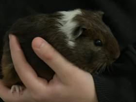 Marsupoika, luovutusikäinen, Jyrsijät, Lemmikkieläimet, Kajaani, Tori.fi Marsupoika, luovutusikäinen, Jyrsijät, Lemmikkieläimet, Kajaani, Tori.fi