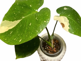 Monstera thai constellation, Kasvit ja siemenet, Piha ja puutarha, Helsinki, Tori.fi Monstera thai constellation, Kasvit ja siemenet, Piha ja puutarha, Helsinki, Tori.fi