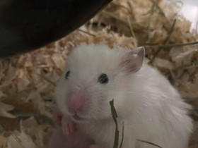 Syyrianhamsteri Uros 5kk, Jyrsijät, Lemmikkieläimet, Lohja, Tori.fi Syyrianhamsteri Uros 5kk, Jyrsijät, Lemmikkieläimet, Lohja, Tori.fi