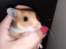Syyrianhamsterin söpöjä pentuja, Jyrsijät, Lemmikkieläimet, Espoo, Tori.fi Syyrianhamsterin söpöjä pentuja, Jyrsijät, Lemmikkieläimet, Espoo, Tori.fi