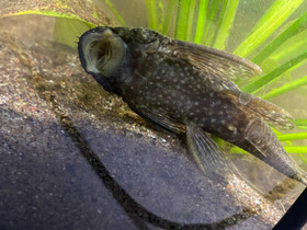 Haarniskamonni ja partamonnit, Kalat ja akvaariot, Lemmikkieläimet, Mikkeli, Tori.fi Haarniskamonni ja partamonnit, Kalat ja akvaariot, Lemmikkieläimet, Mikkeli, Tori.fi