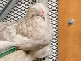 Sultan kana ja kukko, Muut eläimet, Lemmikkieläimet, Espoo, Tori.fi Sultan kana ja kukko, Muut eläimet, Lemmikkieläimet, Espoo, Tori.fi