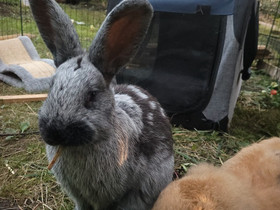 Pupu tytöt, Muut eläimet, Lemmikkieläimet, Kotka, Tori.fi Pupu tytöt, Muut eläimet, Lemmikkieläimet, Kotka, Tori.fi