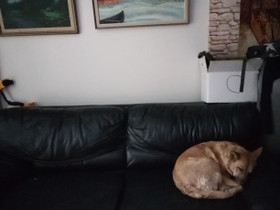 2kpl Mustaa nahka sohvaa, Sohvat ja nojatuolit, Sisustus ja huonekalut, Helsinki, Tori.fi 2kpl Mustaa nahka sohvaa, Sohvat ja nojatuolit, Sisustus ja huonekalut, Helsinki, Tori.fi