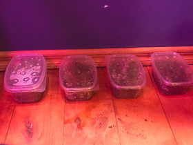 Siira laatikoita, Muut eläintarvikkeet, Lemmikkieläimet, Kokkola, Tori.fi Siira laatikoita, Muut eläintarvikkeet, Lemmikkieläimet, Kokkola, Tori.fi