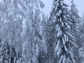 Tarjolla vuokralle osa-aikaisesti mökki Pieliseltä, Mökit ja loma-asunnot, Juuka, Tori.fi Tarjolla vuokralle osa-aikaisesti mökki Pieliseltä, Mökit ja loma-asunnot, Juuka, Tori.fi