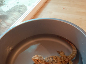 Parta agama naaras + iso terraario, Muut eläimet, Lemmikkieläimet, Laihia, Tori.fi Parta agama naaras + iso terraario, Muut eläimet, Lemmikkieläimet, Laihia, Tori.fi