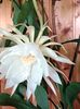 3 erilasta valkoista kukkiva Epipihyllum