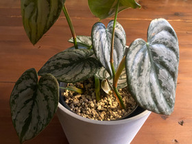 Philodendron brandtianum, Kasvit ja siemenet, Piha ja puutarha, Kangasala, Tori.fi Philodendron brandtianum, Kasvit ja siemenet, Piha ja puutarha, Kangasala, Tori.fi