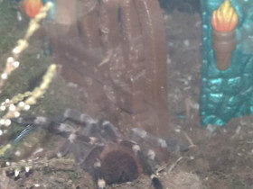 Tarantula ja terraario, Muut eläimet, Lemmikkieläimet, Vaasa, Tori.fi Tarantula ja terraario, Muut eläimet, Lemmikkieläimet, Vaasa, Tori.fi