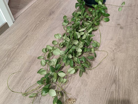 VARATTU Hoya Brevialata, Kasvit ja siemenet, Piha ja puutarha, Tampere, Tori.fi VARATTU Hoya Brevialata, Kasvit ja siemenet, Piha ja puutarha, Tampere, Tori.fi