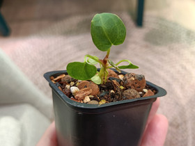 Anthurium Magnificum x Crystallinum -taimi, Kasvit ja siemenet, Piha ja puutarha, Tampere, Tori.fi Anthurium Magnificum x Crystallinum -taimi, Kasvit ja siemenet, Piha ja puutarha, Tampere, Tori.fi