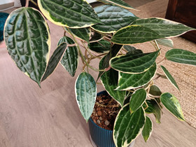 VARATTU Hoya Macrophylla Albovariegata, Kasvit ja siemenet, Piha ja puutarha, Tampere, Tori.fi VARATTU Hoya Macrophylla Albovariegata, Kasvit ja siemenet, Piha ja puutarha, Tampere, Tori.fi