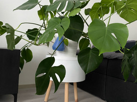 Monstera, Kasvit ja siemenet, Piha ja puutarha, Tampere, Tori.fi Monstera, Kasvit ja siemenet, Piha ja puutarha, Tampere, Tori.fi