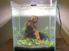 Aquael 30l shrimp set, Kalat ja akvaariot, Lemmikkieläimet, Espoo, Tori.fi Aquael 30l shrimp set, Kalat ja akvaariot, Lemmikkieläimet, Espoo, Tori.fi