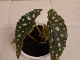 Begonia Maculata, Kasvit ja siemenet, Piha ja puutarha, Joensuu, Tori.fi Begonia Maculata, Kasvit ja siemenet, Piha ja puutarha, Joensuu, Tori.fi