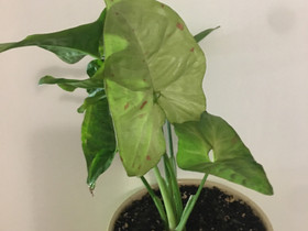 Confetti syngonium muulinkorva, Kasvit ja siemenet, Piha ja puutarha, Jyväskylä, Tori.fi Confetti syngonium muulinkorva, Kasvit ja siemenet, Piha ja puutarha, Jyväskylä, Tori.fi
